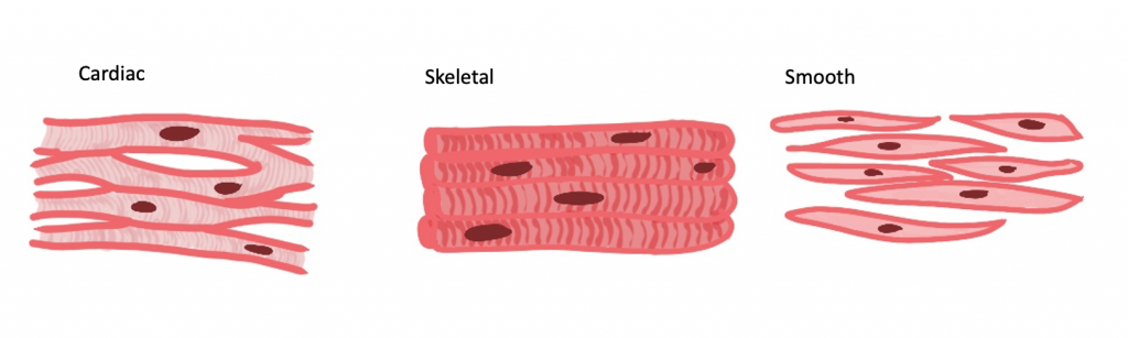 Muscles Diffrence Introduction to Muscles - Revise Dental