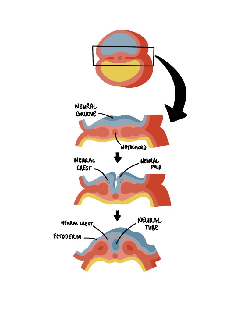 Prosencephalic Development Embryology - Revise Dental